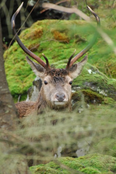 red deer isle of mull